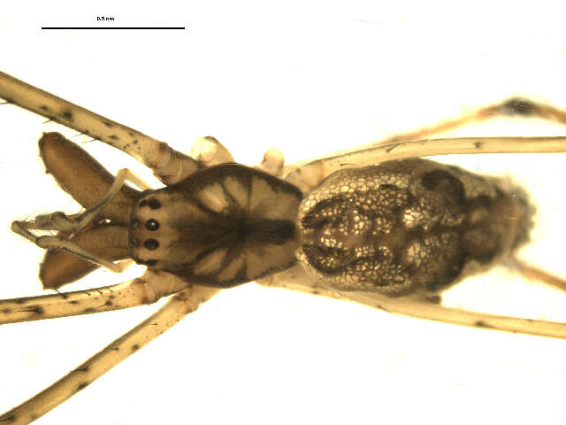 Image of Tetragnatha elongata Walckenaer 1841