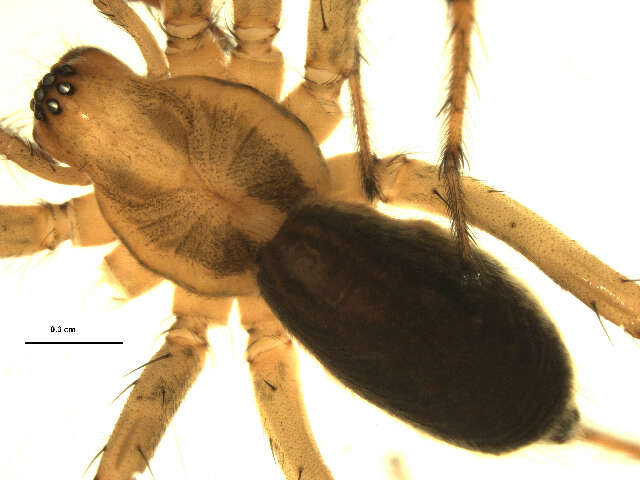 Image de Agelenopsis potteri (Blackwall 1846)