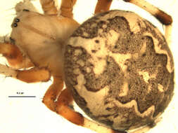 Image of Angulate & Roundshouldered Orbweaver