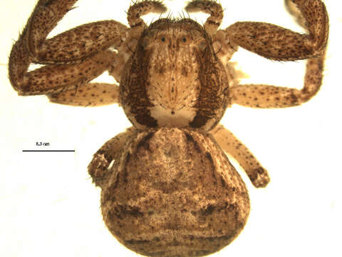 Image of Xysticus emertoni Keyserling 1880