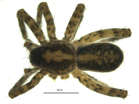 Image of Shore spider