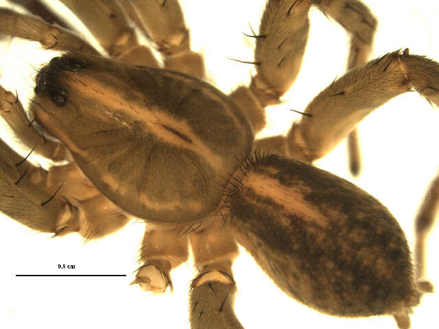 Image of Spider