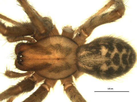 Image of Barn Funnel Weaver