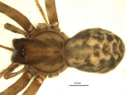 Image of Barn Funnel Weaver