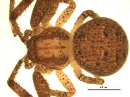 Image of Deadly Ground Crab Spider