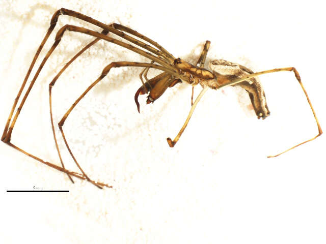 Image of Tetragnatha elongata Walckenaer 1841