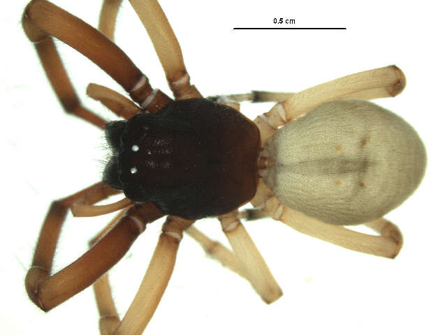 Image of Trachelas tranquillus (Hentz 1847)