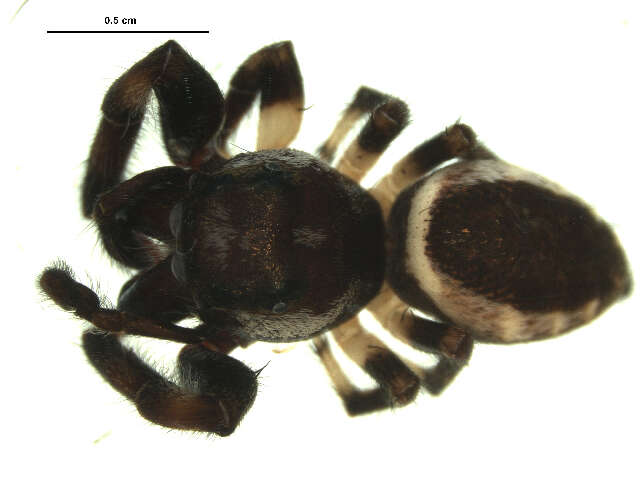 Image of Bronze Jumper