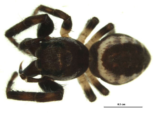 Image of Bronze Jumper