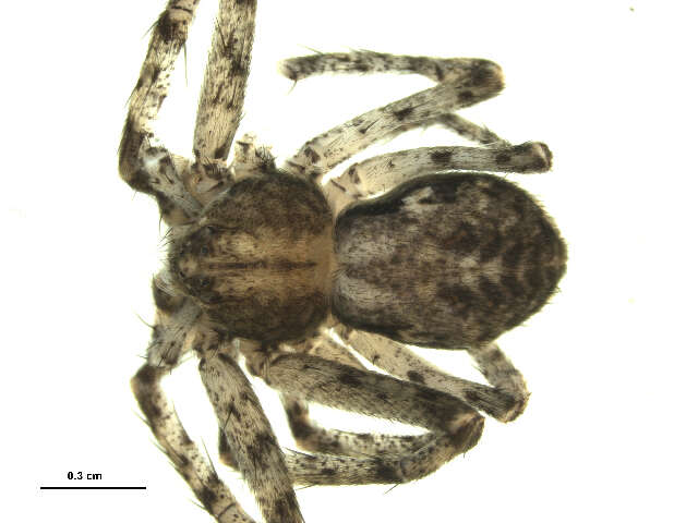 Image of philodromid crab spiders