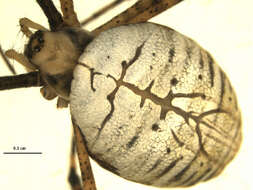 Image of Banded Argiope