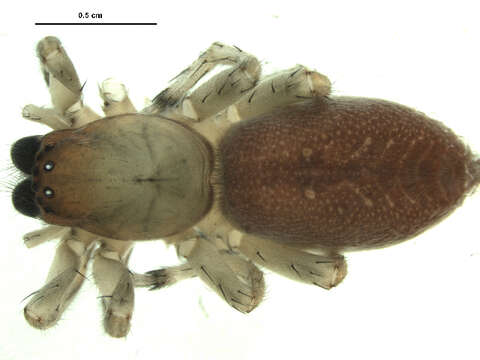 Image of Sac spider