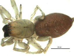 Image of Sac spider