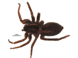 Image of Pardosa modica (Blackwall 1846)