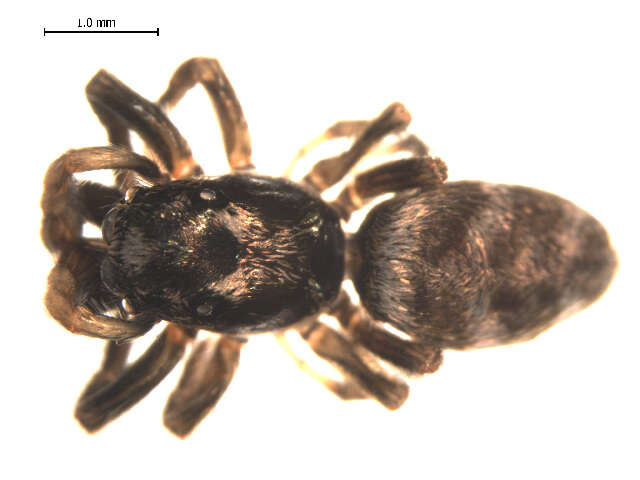 Image of Zebra spider