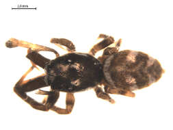 Image of Zebra spider