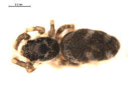 Image of Zebra spider