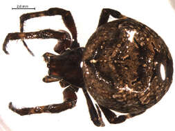 Image of Araneus saevus (L. Koch 1872)