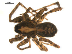 Image of Shore spider
