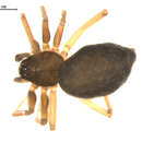 Image of Agyneta unimaculata (Banks 1892)