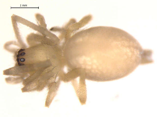 Image of Cheiracanthium mildei L. Koch 1864