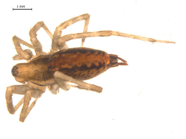 Image of Agelenopsis potteri (Blackwall 1846)