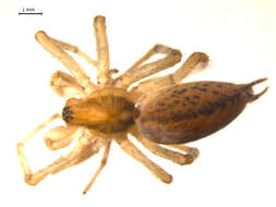 Image of Agelenopsis potteri (Blackwall 1846)