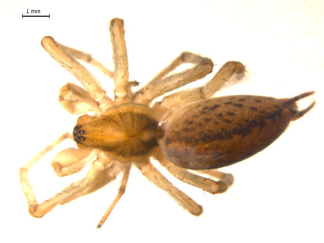 Image of Agelenopsis potteri (Blackwall 1846)