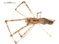 Image of Tetragnatha elongata Walckenaer 1841