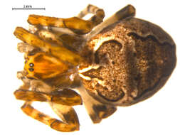 Image of Gray Cross Spider