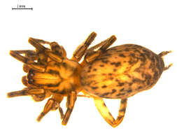 Image of Coras lamellosus (Keyserling 1887)