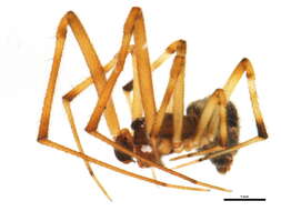 Image of Parasteatoda tabulata (Levi 1980)