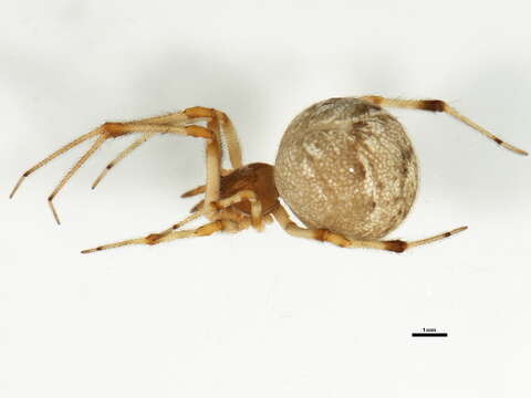 Image of Parasteatoda tabulata (Levi 1980)