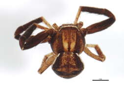 Image of Xysticus ampullatus Turnbull, Dondale & Redner 1965