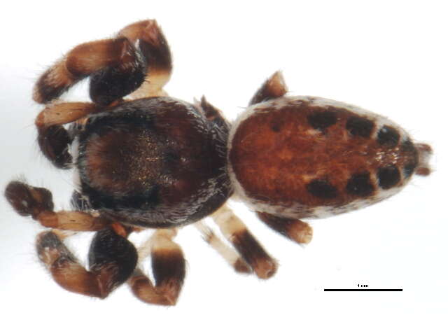 Image of Pelegrina insignis (Banks 1892)