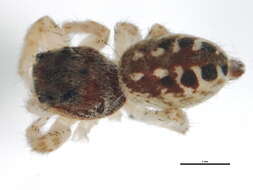 Image of Pelegrina insignis (Banks 1892)