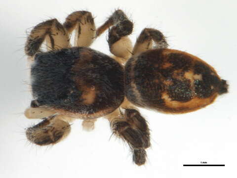 Image of Habronattus decorus (Blackwall 1846)