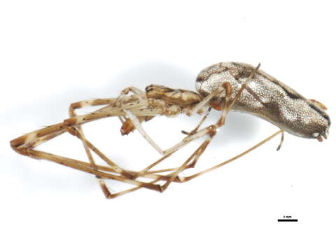 Image of Tetragnatha elongata Walckenaer 1841