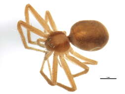 Image of Philodromus