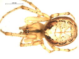 Image of Zygiella atrica (C. L. Koch 1845)