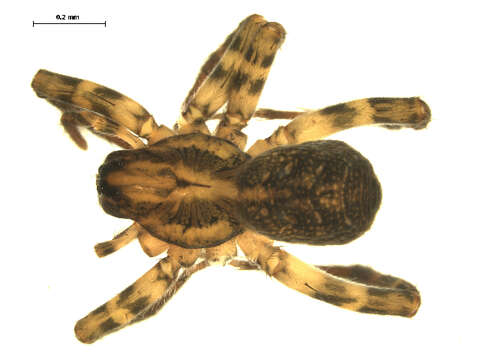 Image of Pirata sedentarius Montgomery 1904