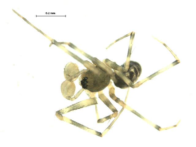 Image of Lepthyphantes leprosus (Ohlert 1865)