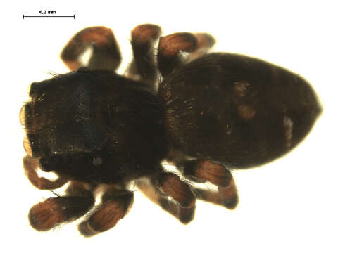 Phidippus audax (Hentz 1845) resmi