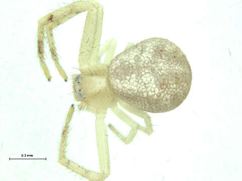 Image of Northern Crab Spider