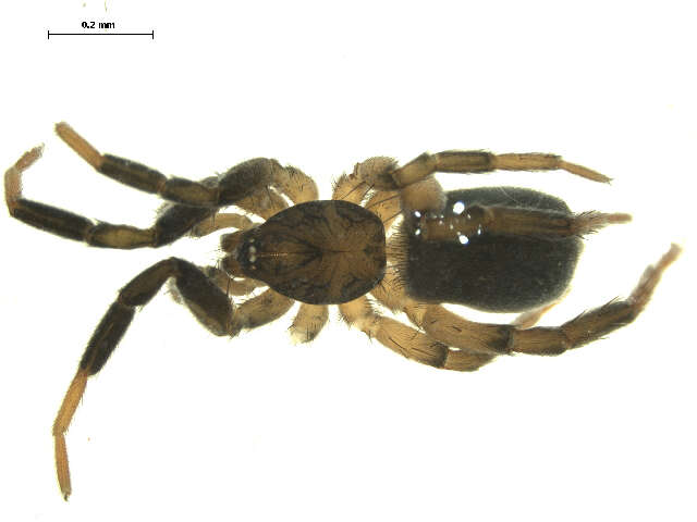 Image of Drassyllus depressus (Emerton 1890)