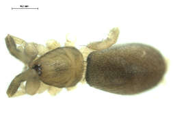 Image of Drassyllus depressus (Emerton 1890)