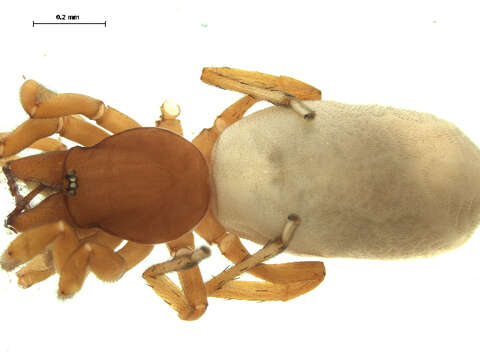 Image of Woodlouse spider