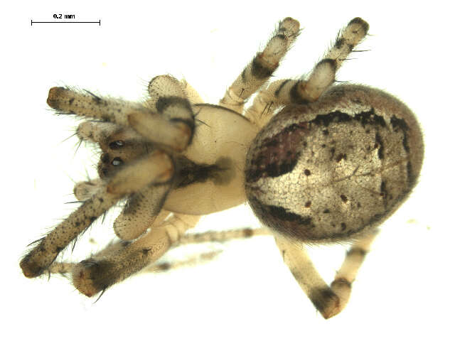 Image of Zygiella atrica (C. L. Koch 1845)