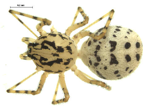 Image de Scytodes thoracica (Latreille 1802)