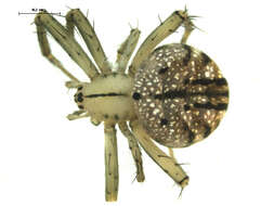 Image of Lined Orbweaver